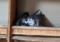 Liebe zwischen Tauben