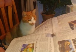 Kater Leo bei der täglichen Zeitungspapier.