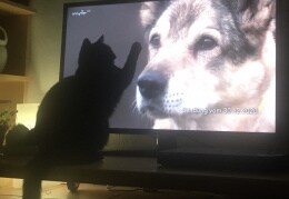 Unsere Katze Milli schaut ihre Lieblingssendungen „Tierisch, Tierisch“ 