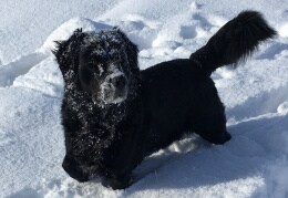 unser Lou im hohen Schnee
