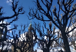 Hofkirche mit Bäumen