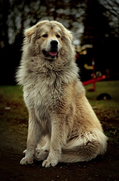 Pyrenäenberghund.jpg