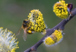 Biene bei der Futtersuche