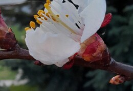 Aprikosenblüten