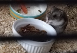 Unser Hamster beim osterfrühstück