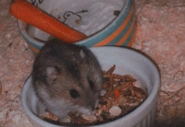 Unser Hamster beim osterfrühstück