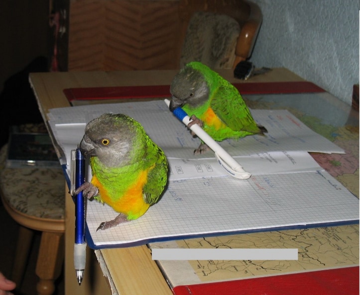 Maxi und Moritz machen Hausaufgaben.jpg