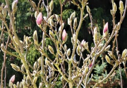 Magnolienblütenknospen