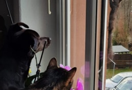 Kater Balu und Hund Buddy beobachten das Eichhörnchen an der Außenwand, das sich immer am Vogelfutter bedient.
