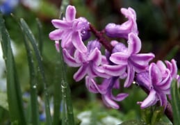 Hyazinthen ein dankbarer Frühjahrsblüher