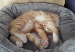 Katzen-Yoga im Schlaf