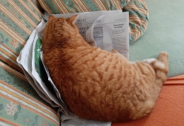 Leo liest in der Sächsischen Zeitung 