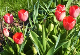 Endlich schöne Tulpen im Garten