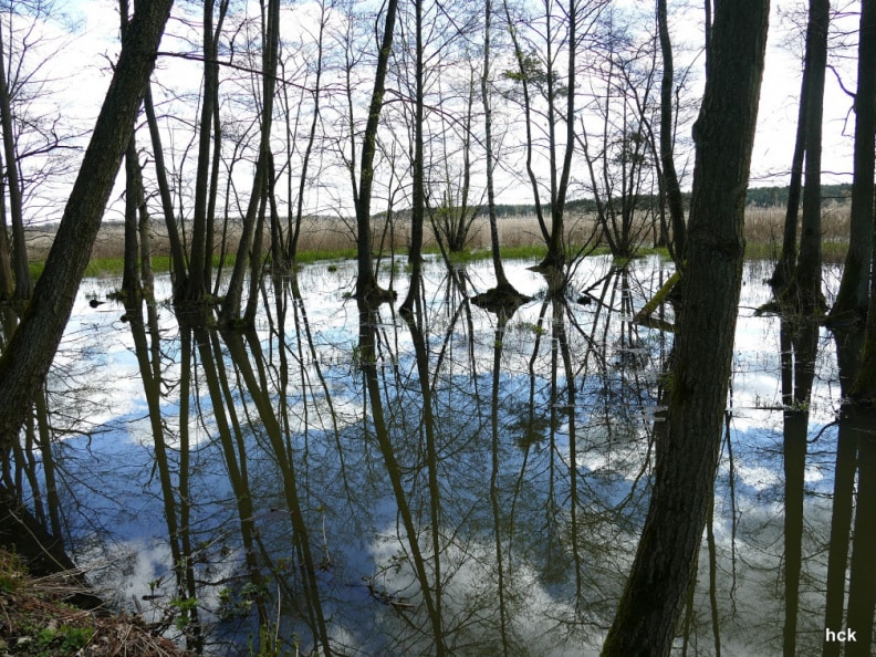Teichgebiet Niederspree 5.JPG