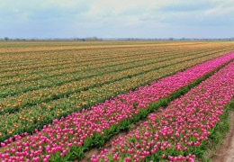 Tulpenmeer in der Börde