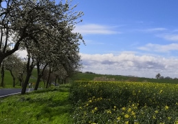 Blühende Landschaft vor Ortseingang Krögis