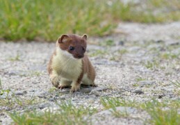 Neues aus dem Leben des Hermelins... wildlife, Oberlausitz