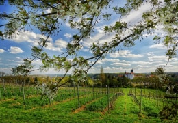 Albrechtsburg Meißen von Kirschblüten umrahmt
