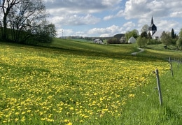 Frühling in Lichtenberg/Erzgebirge 