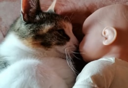 Kuscheln zwischen Katze und Puppe