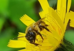 Eine Biene beim Nektar holen