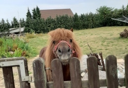 Unser Pony Moritz 
