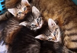 Katze Lilly mit ihren 3 Katzenkindern