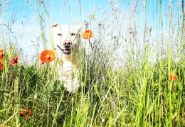 Bella lächelnd in der Mohnblumenwiesen