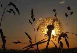 Pusteblume mit Gräsern im Sonnenuntergang