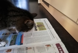 Kater Timmy liest bei dem schlechtem Wetter der letzten Tage am liebsten Zeitung 