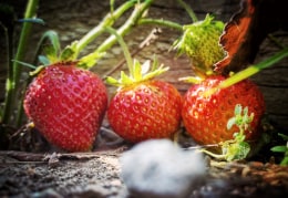 Die ersten Erdbeeren des Jahres 