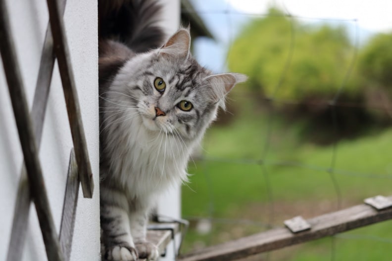 Katze Mika auf der Fensterbank.JPG