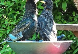 Zwei badende Stare in der Vogeltränke