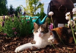 Lilly chillt im Garten 