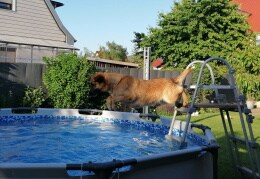 Unser Hund ist immer zuerst im Pool 