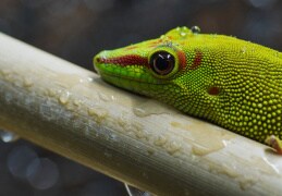 Madagaskar Taggecko im Regen