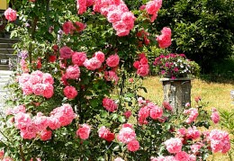 Rosen am Gartentor 