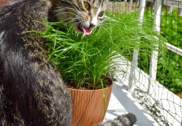 Katzengras schmeckt immer! Besonders im Sommer.