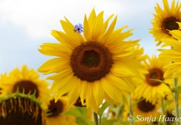 Sommertanz der Sonnenblumen