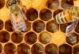 Bienenkinderzimmer