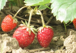 Noch gibt es Erdbeeren.