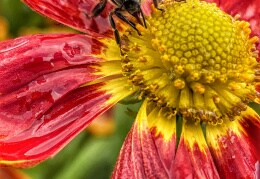 Fleißige Biene auf dem Sonnenkraut