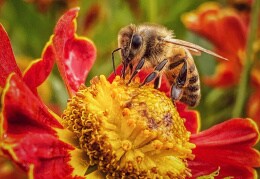 Fleißige Biene auf dem Sonnenkraut
