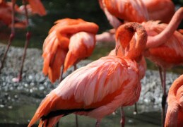 Farbenfrohe Flamingos 
