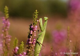 Heideschönheiten : Europäische Gottesanbeterinnen, Mantis relgiosa