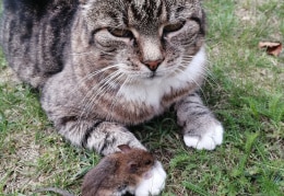 Katze und Maus 