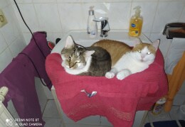 So geht Katzen Wäsche Herr Mautzi und Herr Tieger im Waschbecken