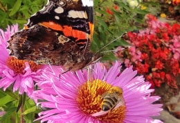 Schmetterling und Honigbiene zum Herbstanfang
