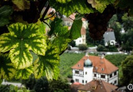 Weinberge in Radebeul - Blick zu Hoflößnitz