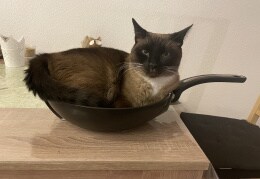 Der Chefkoch entspannt